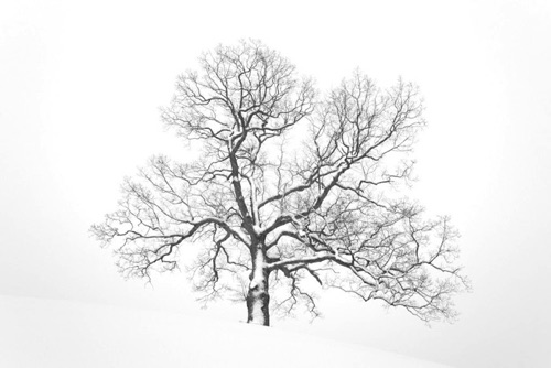 White Oak in Snow Morris County New Jersey (SA).jpg